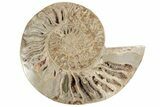 Massive, Daisy Flower Ammonite (Choffaticeras) - Madagascar #191267-4